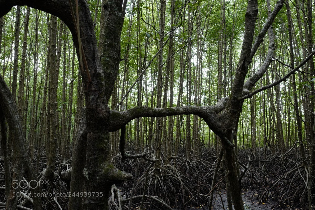 Leica Q (Typ 116) sample photo. Koh kong mangrove forest photography