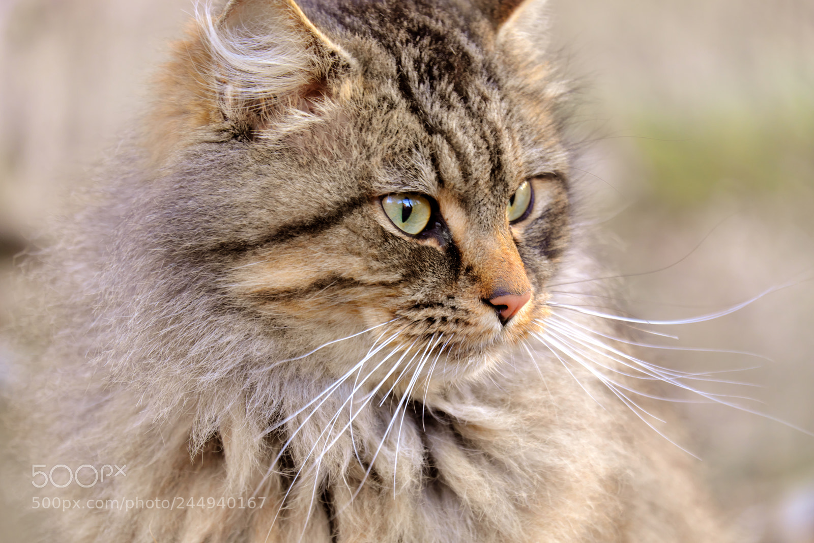 Fujifilm X-T20 sample photo. Cat portrait in soft photography