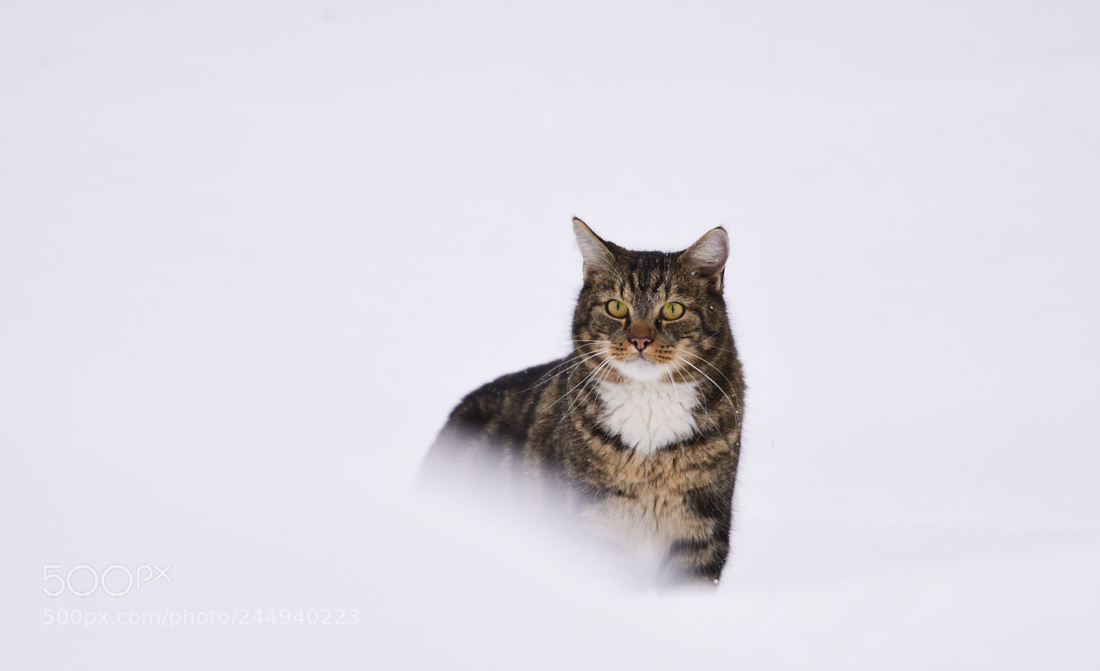 Nikon D810 sample photo. Swedish snow leopard photography