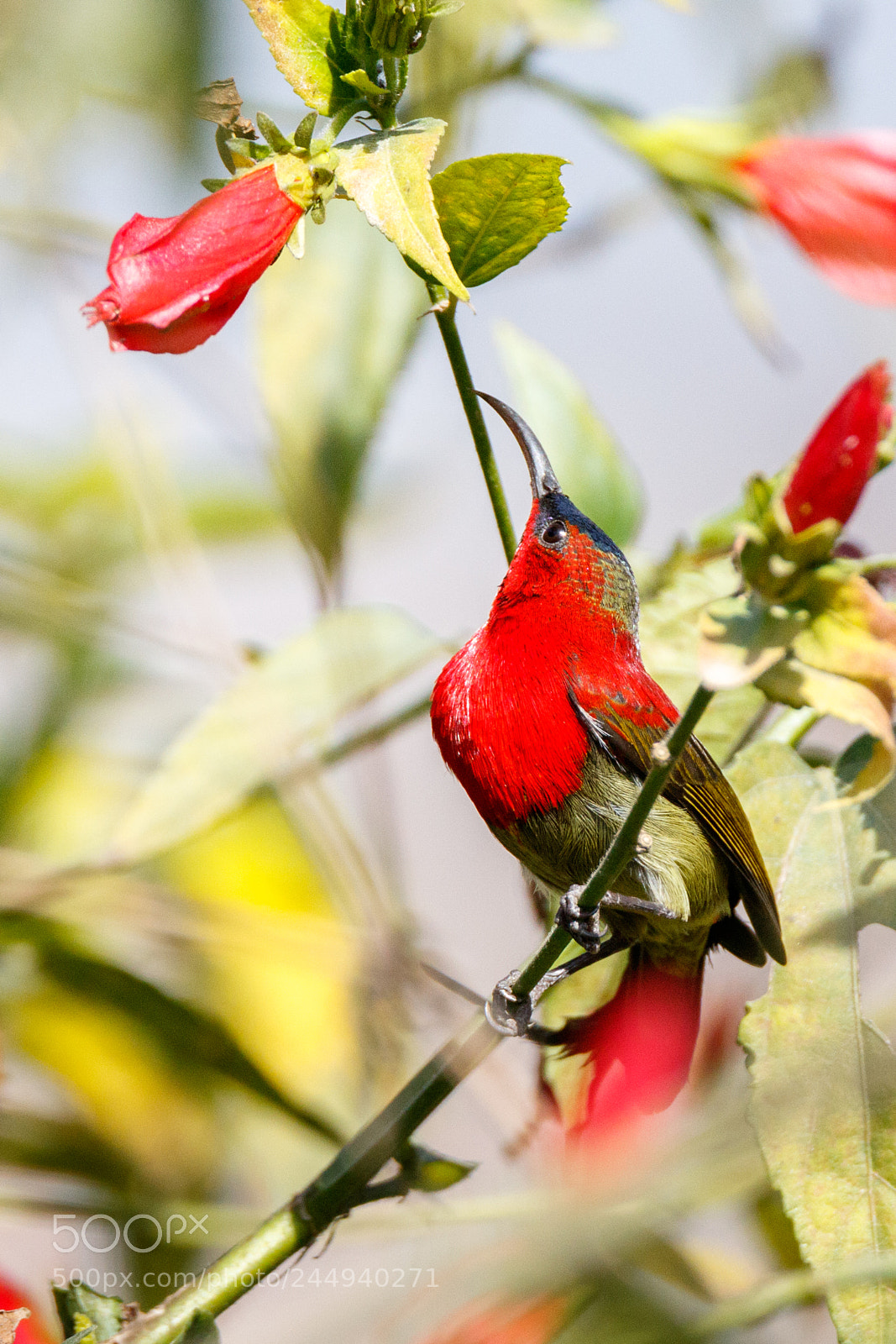 Canon EOS 7D Mark II sample photo. Crimson sunbird photography
