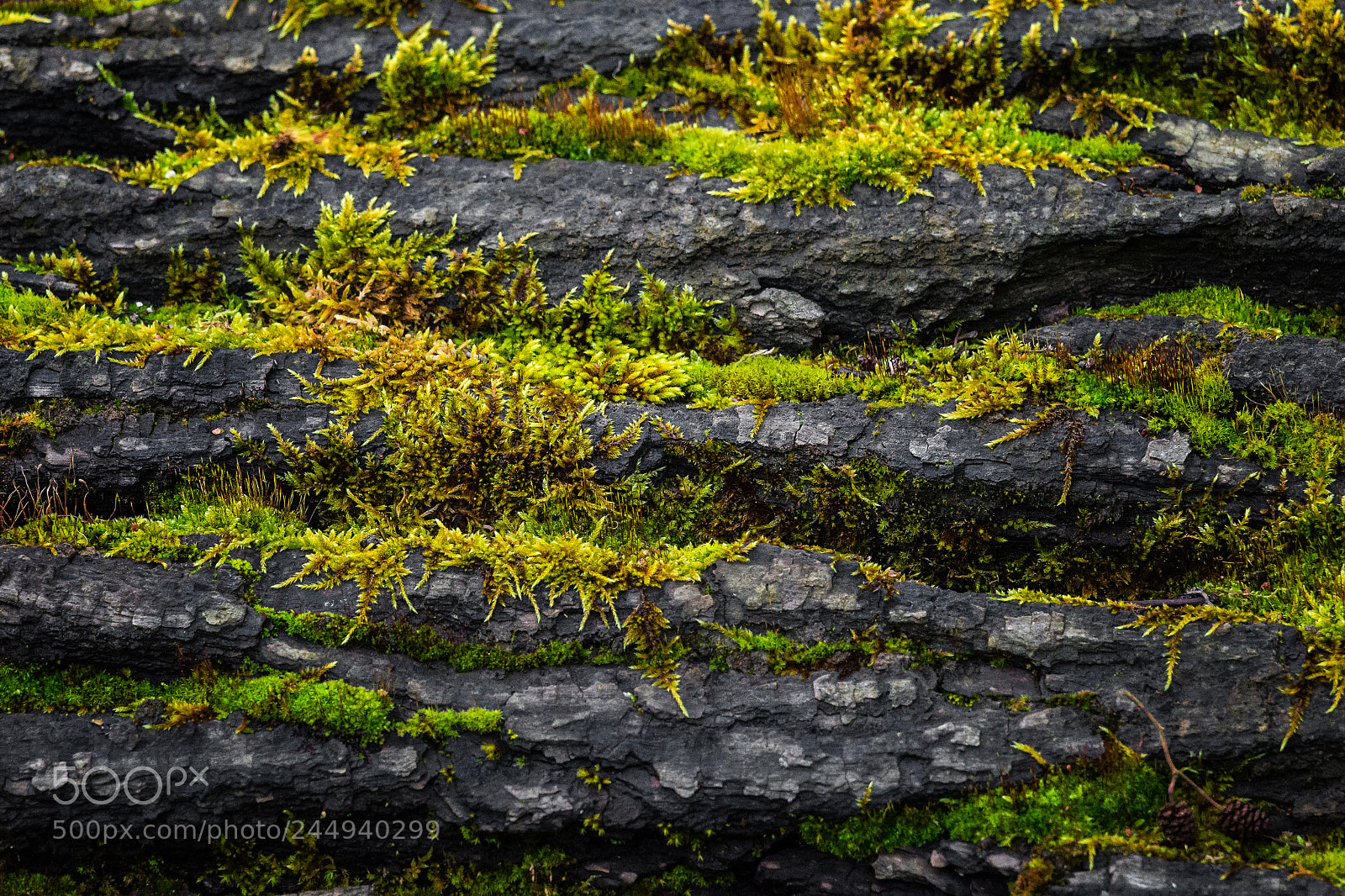 Sony SLT-A99V sample photo. Mossy terraces photography