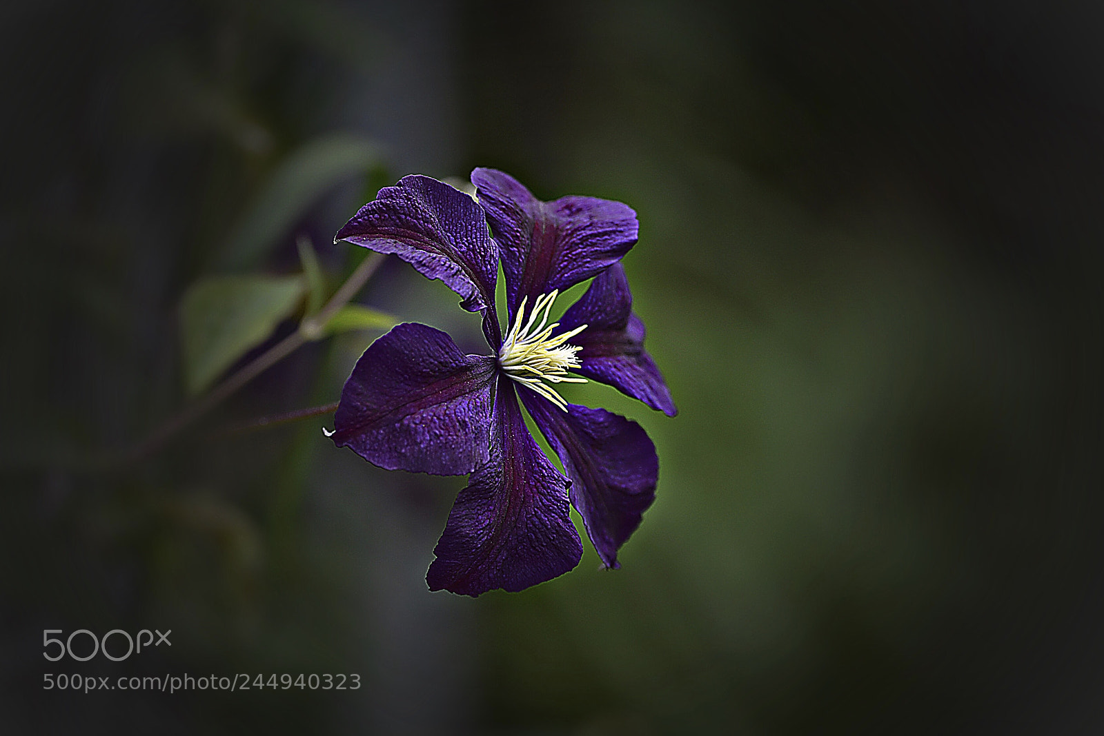Nikon D800E sample photo. Цветок Клематиса photography