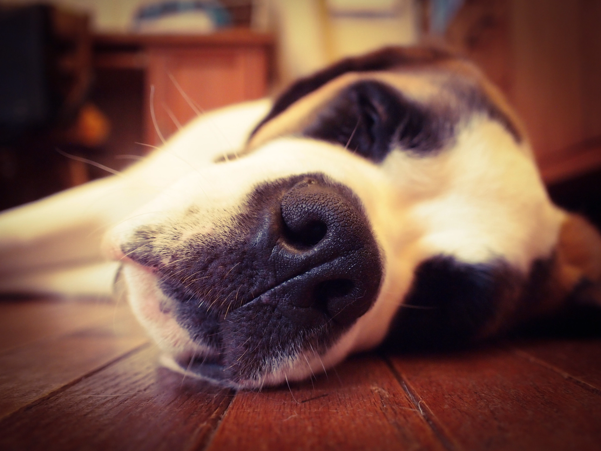 Olympus PEN E-PL2 sample photo. After a hard day's play photography