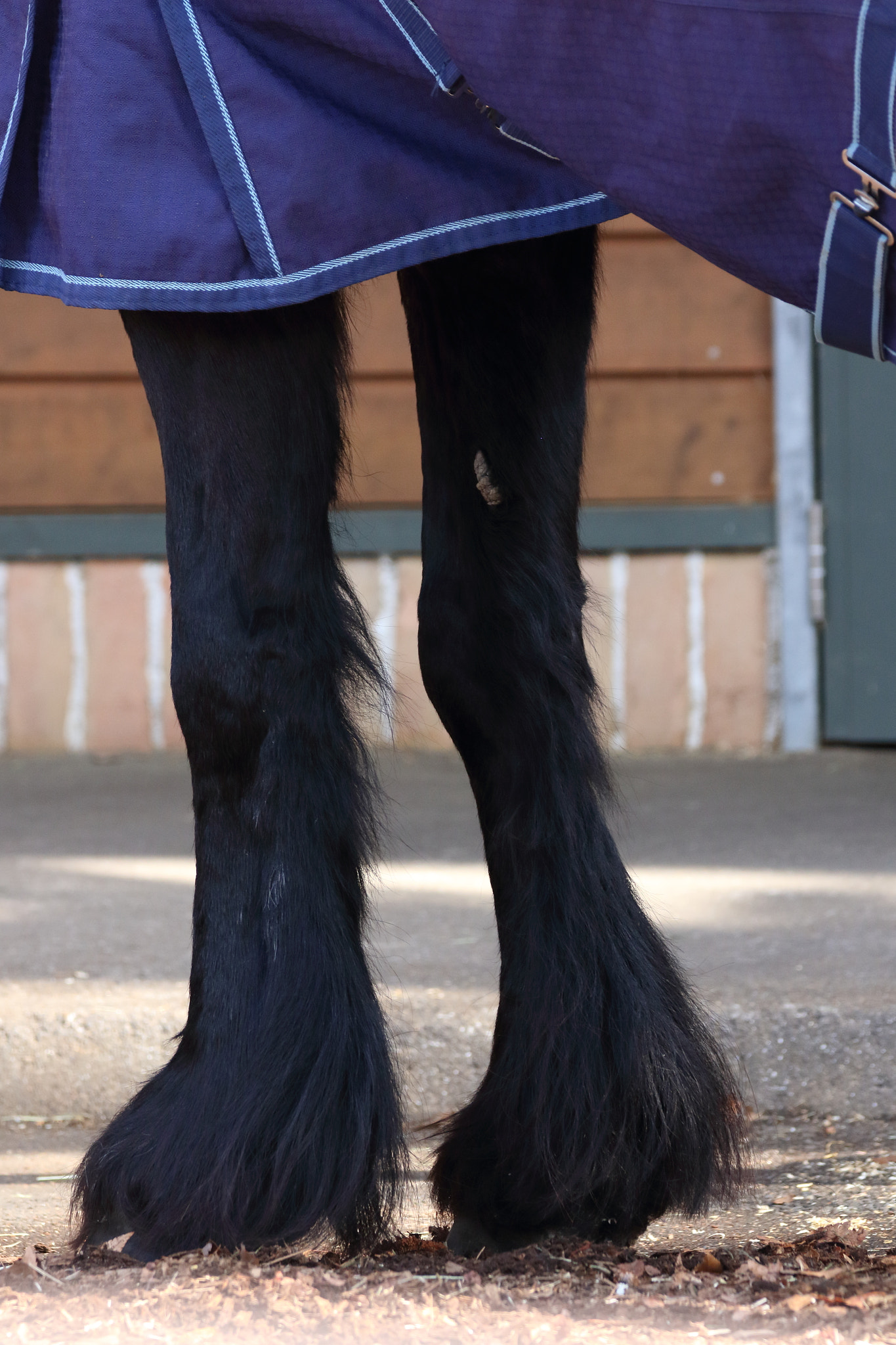 Sigma 150-600mm F5-6.3 DG OS HSM | C sample photo. Beautiful leg photography