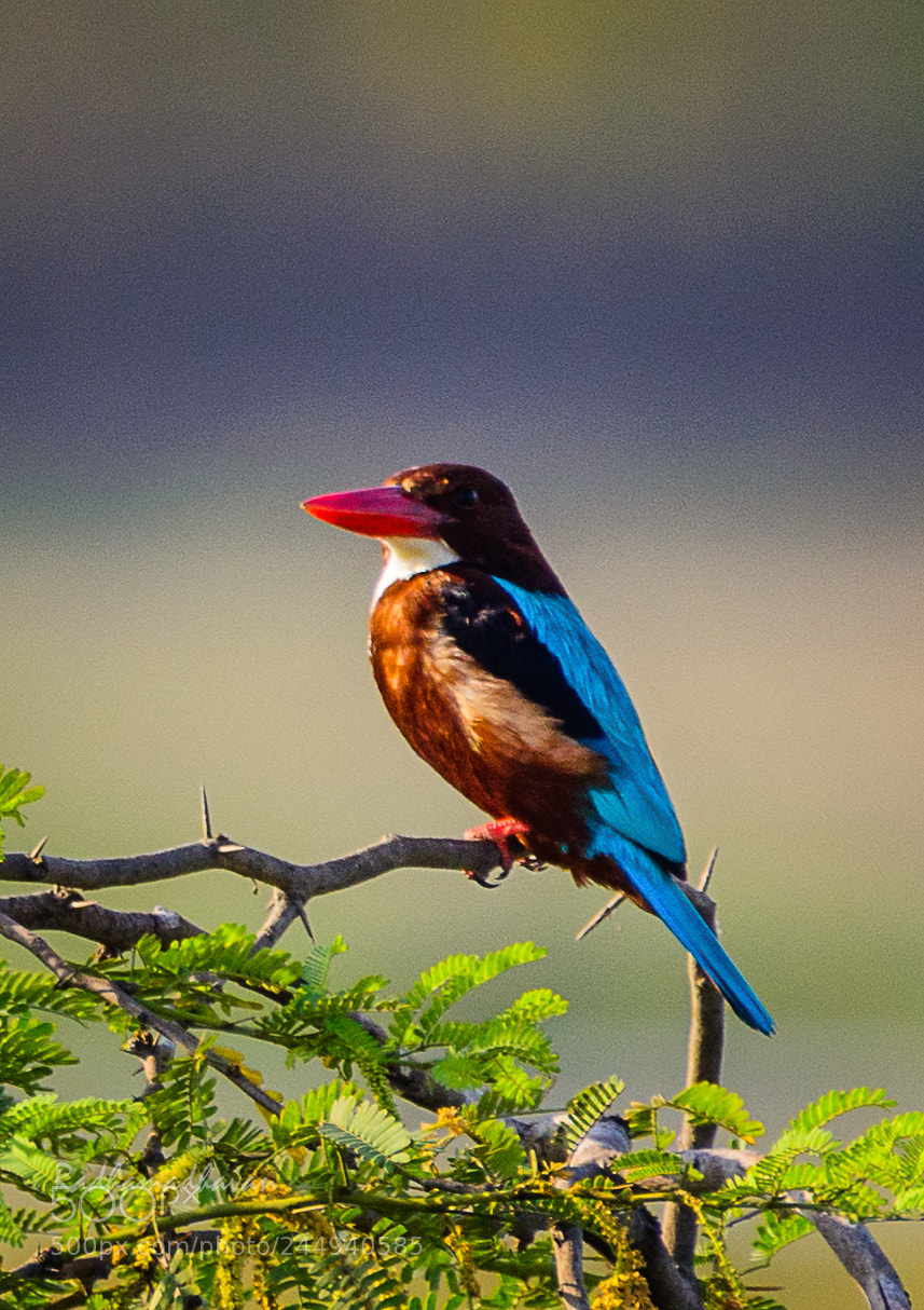 Nikon D7100 sample photo. Kingfisher photography