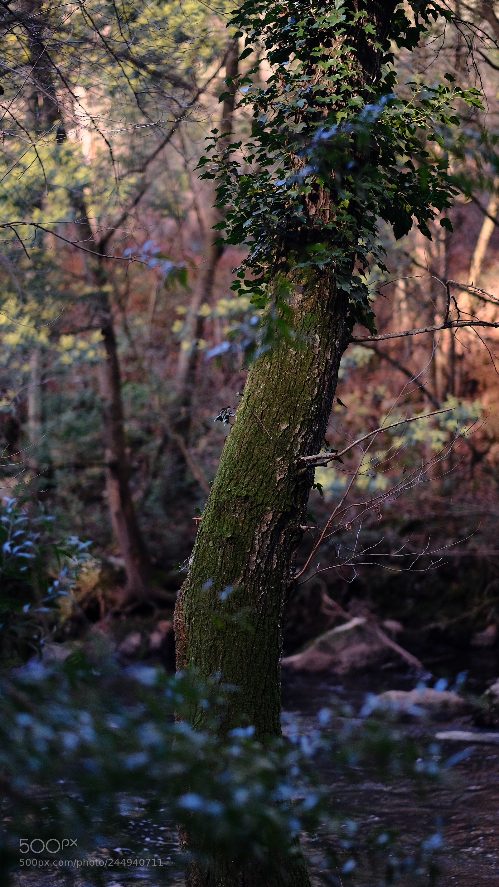 Fujifilm X-T20 sample photo. Dscf photography