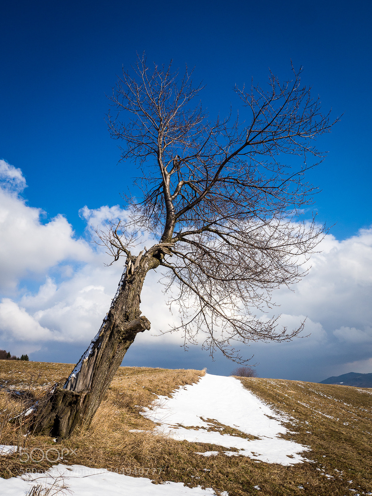 Olympus OM-D E-M10 II sample photo. Spring is coming ... photography