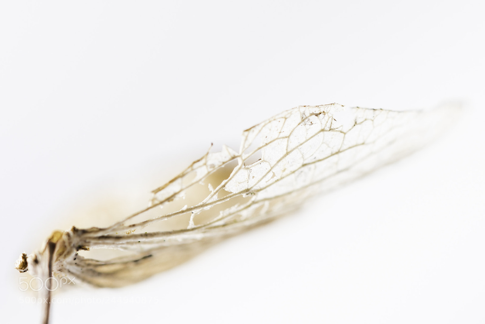 Nikon D810 sample photo. Lace by nature photography