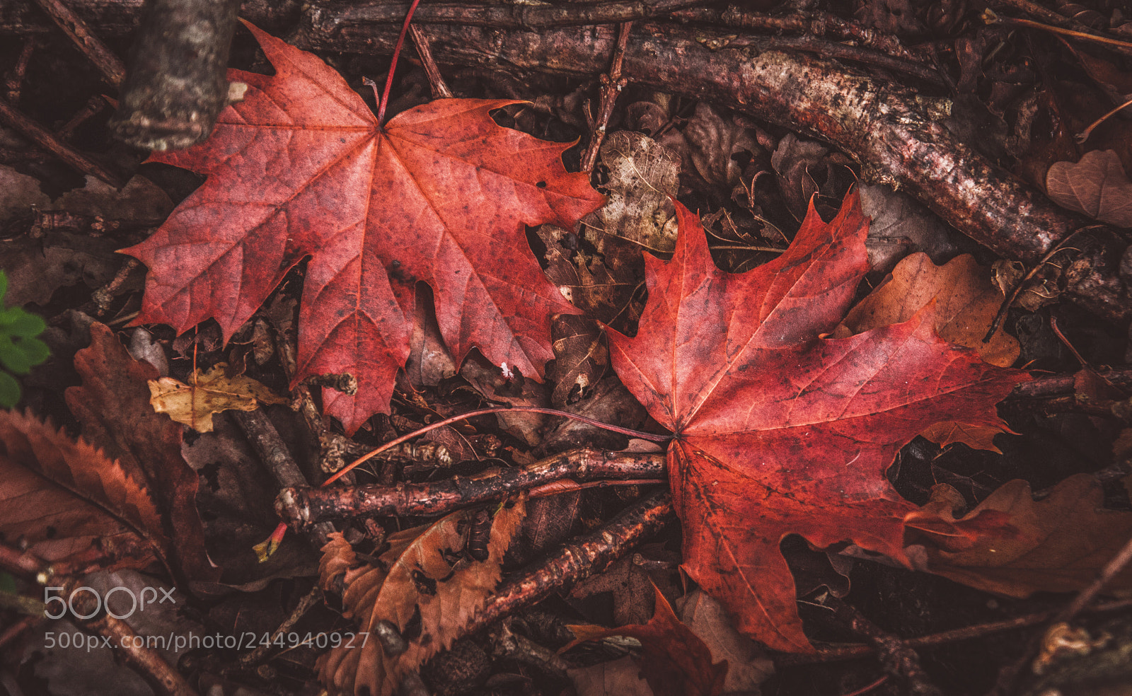 Nikon D7200 sample photo. Blean woods photography