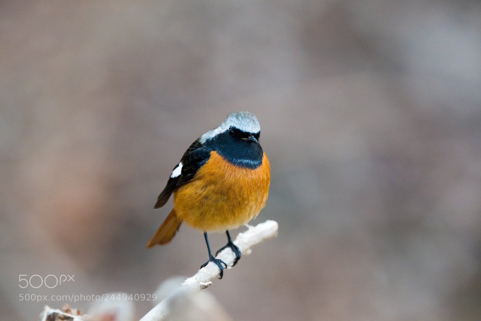Nikon D500 sample photo. Daurian redstart photography