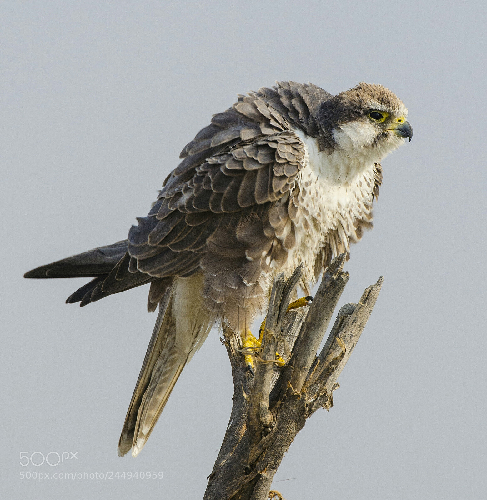 Nikon D5100 sample photo. Laggar falcon photography