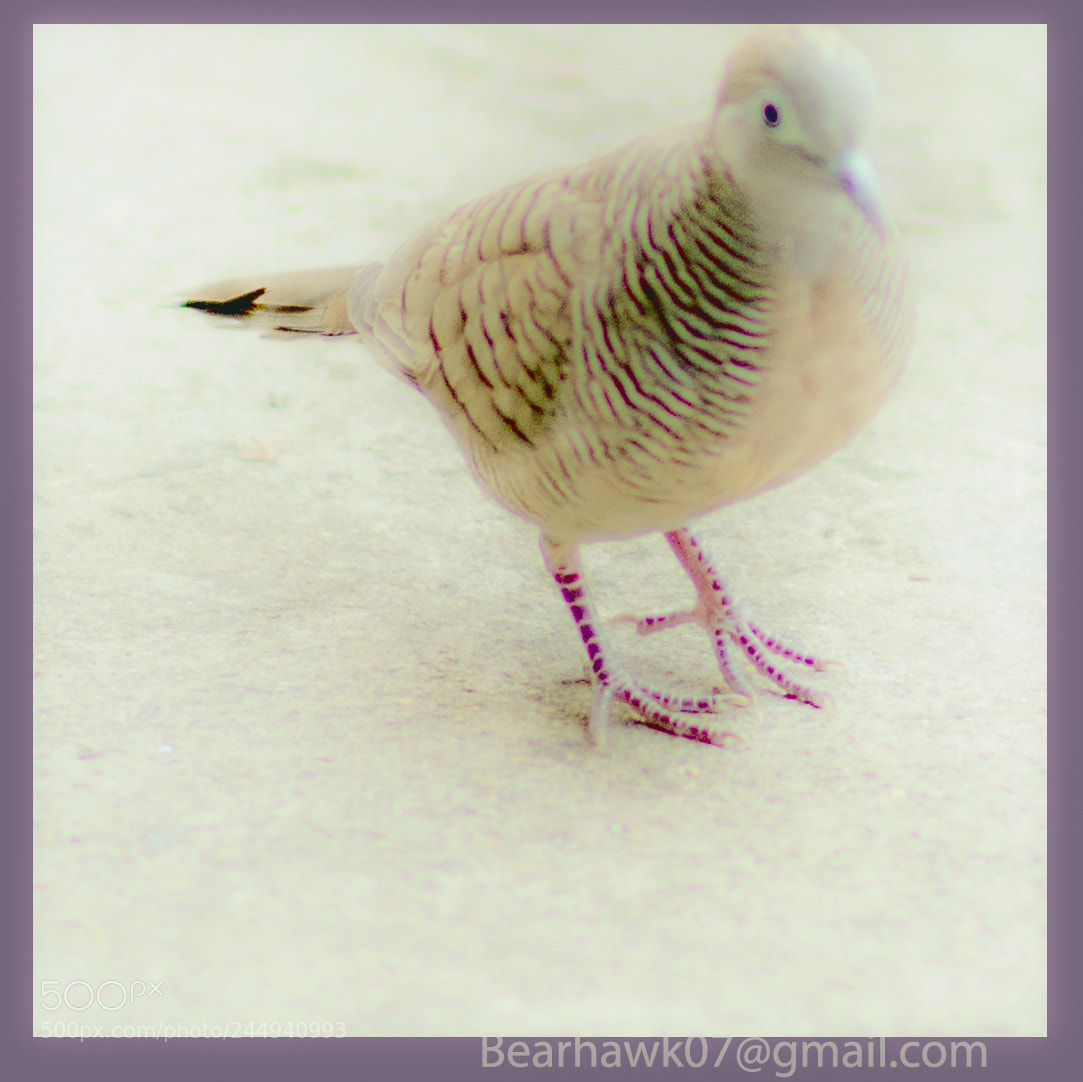 Nikon D7200 sample photo. 043.jpg photography