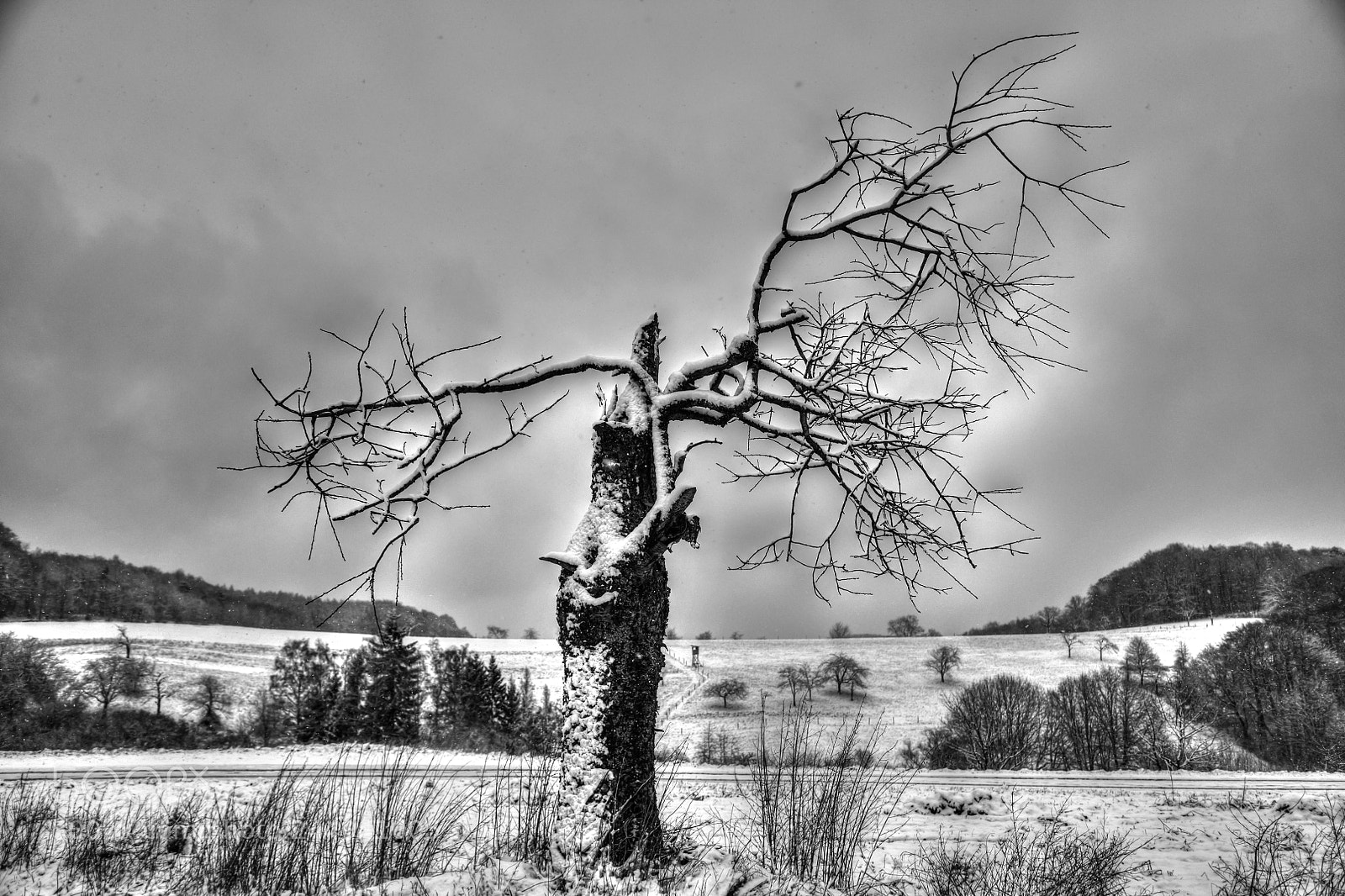 Nikon D850 sample photo. Tree or not to photography