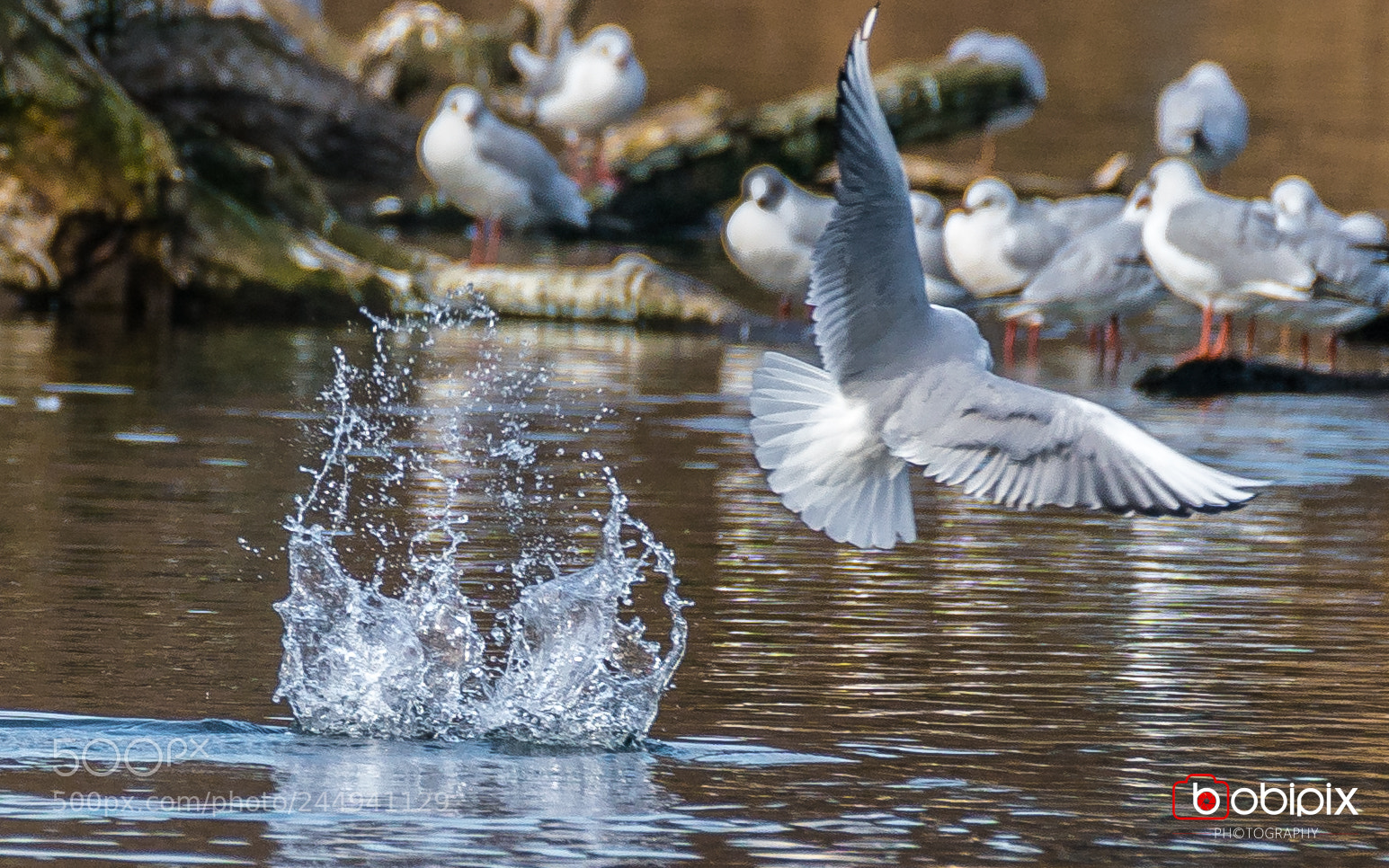 Sony a9 sample photo. Wasserpark photography