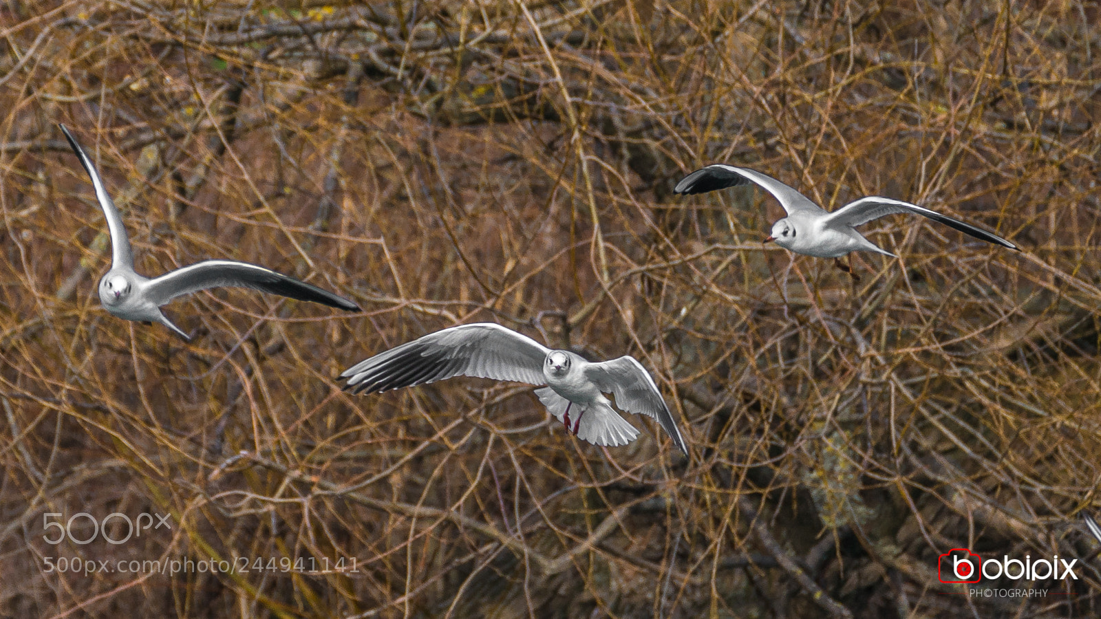 Sony a9 sample photo. Wasserpark photography