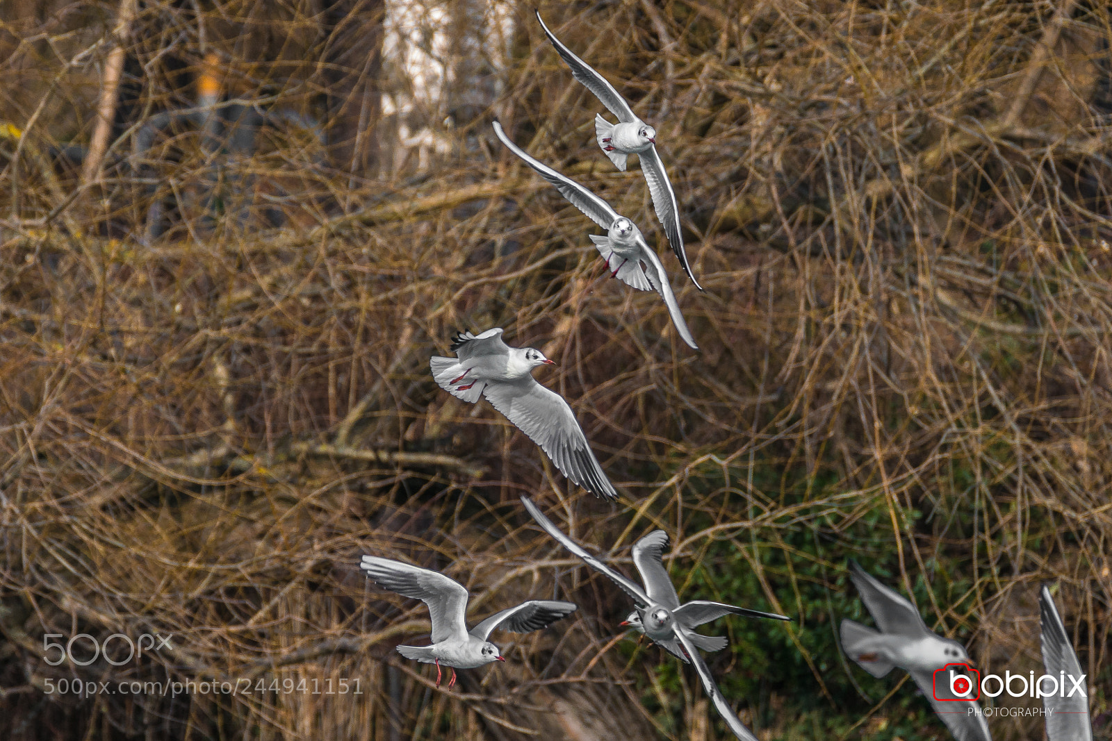 Sony a9 sample photo. Wasserpark photography
