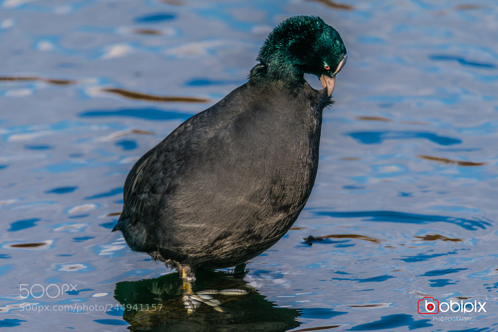 Sony a9 sample photo. Wasserpark photography