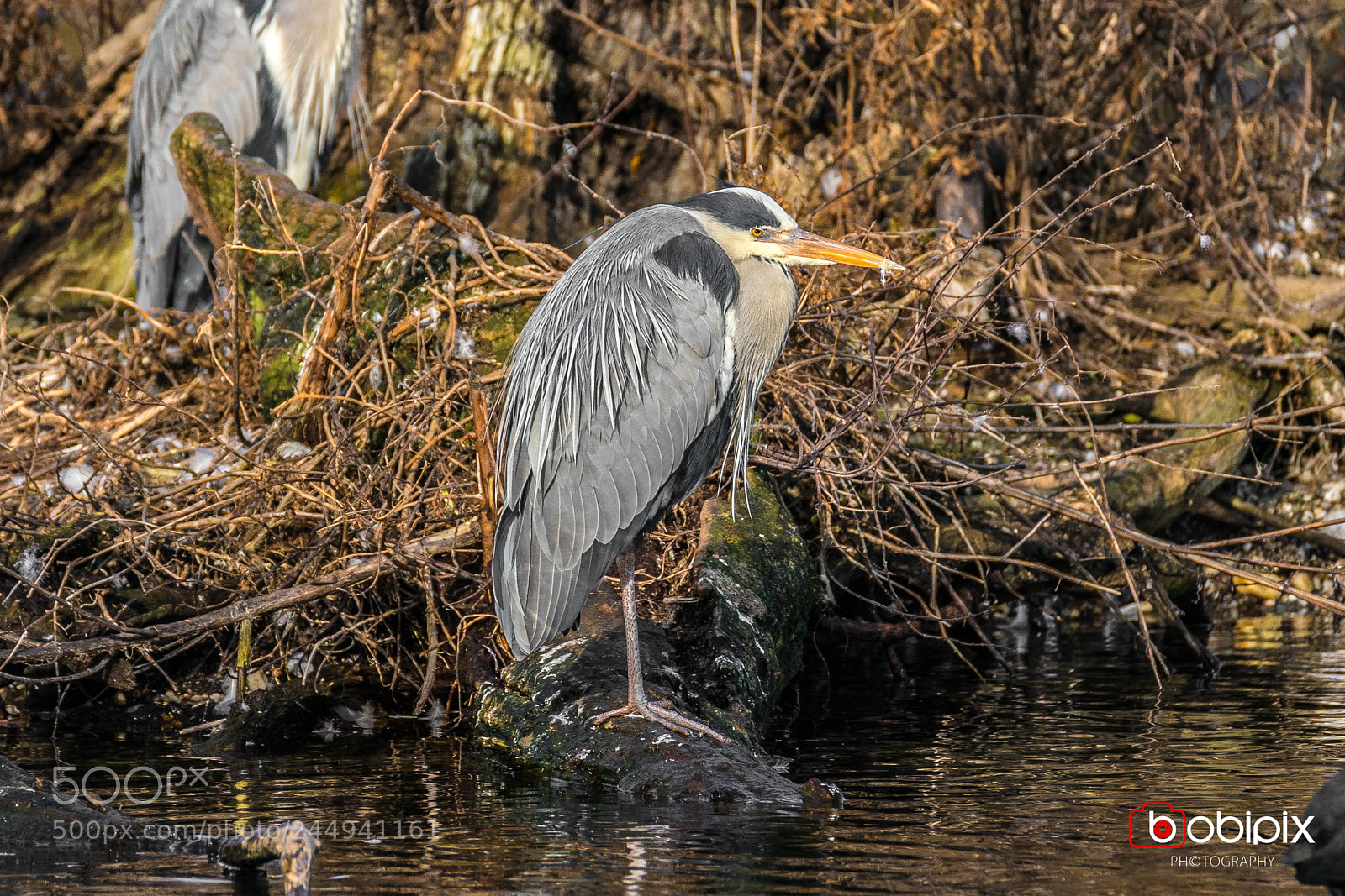 Sony a9 sample photo. Wasserpark photography