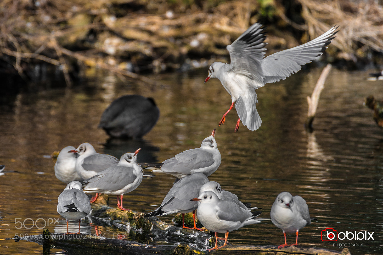 Sony a9 sample photo. Wasserpark photography
