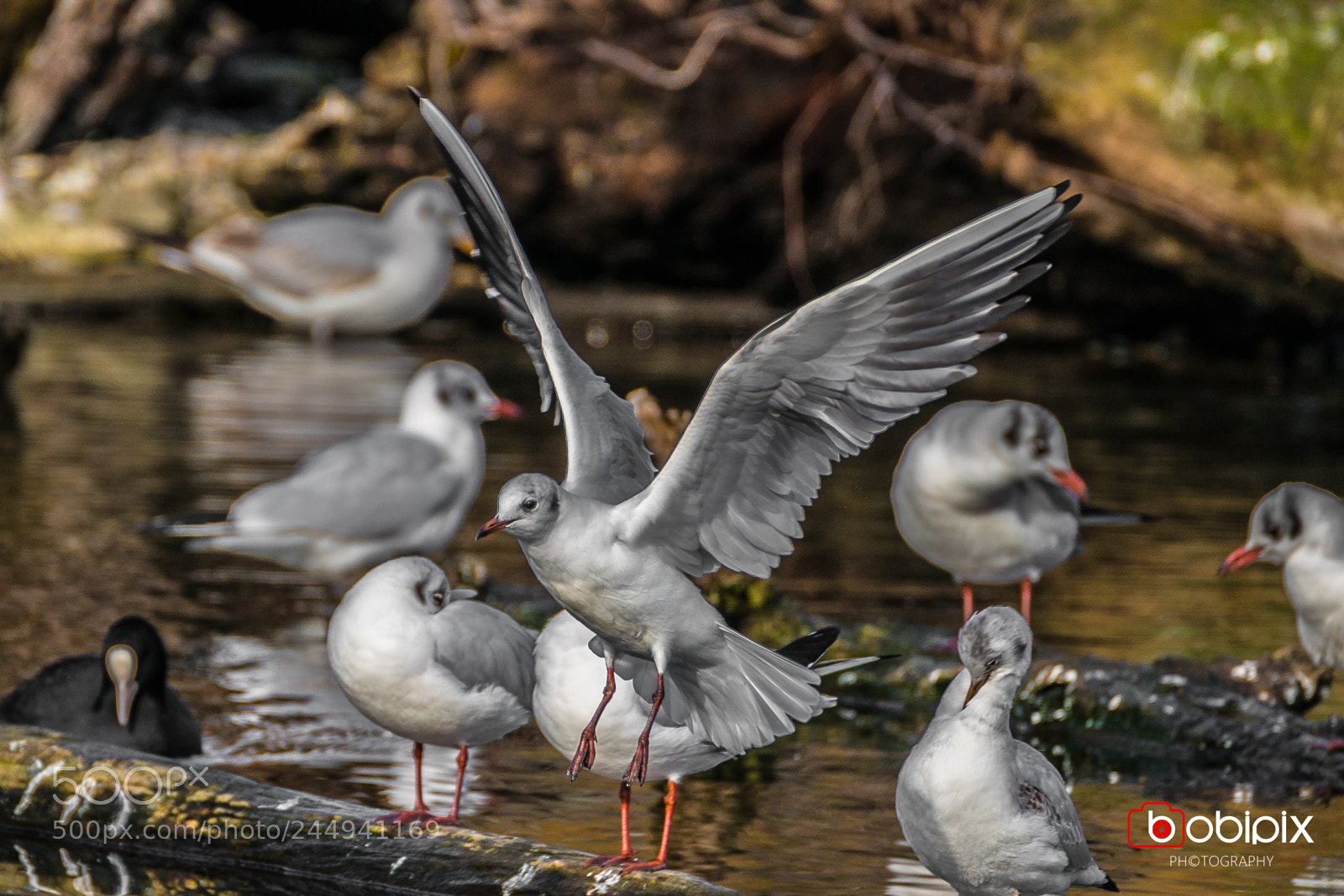 Sony a9 sample photo. Wasserpark photography