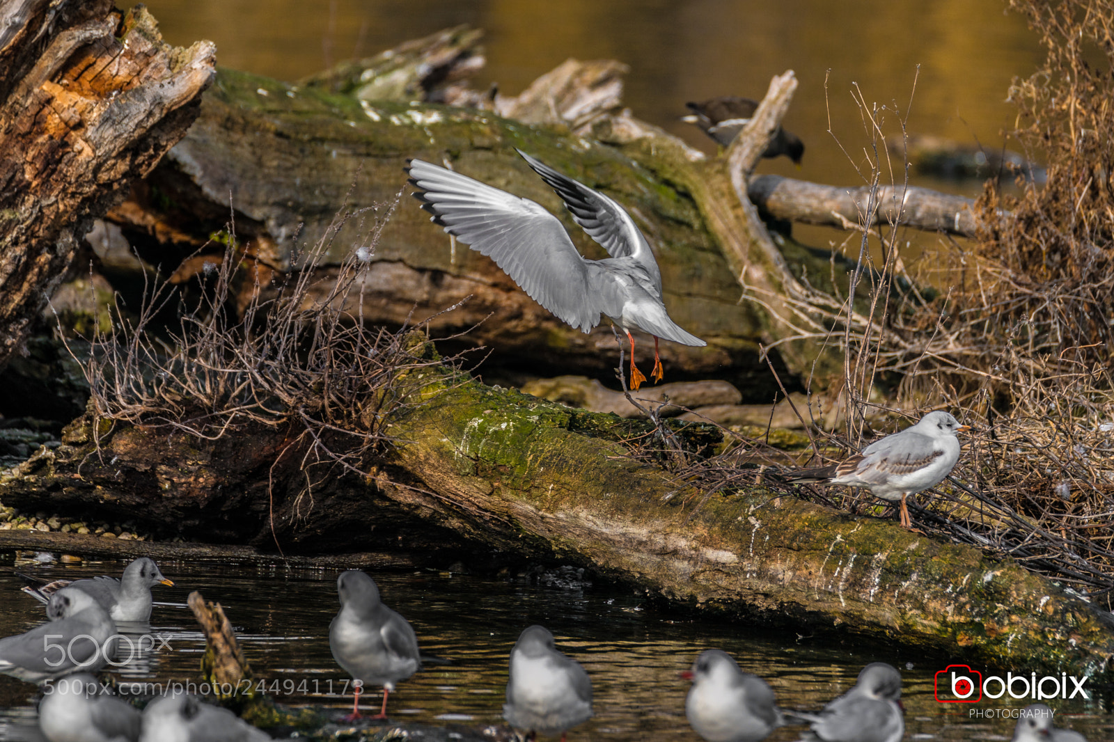 Sony a9 sample photo. Wasserpark photography