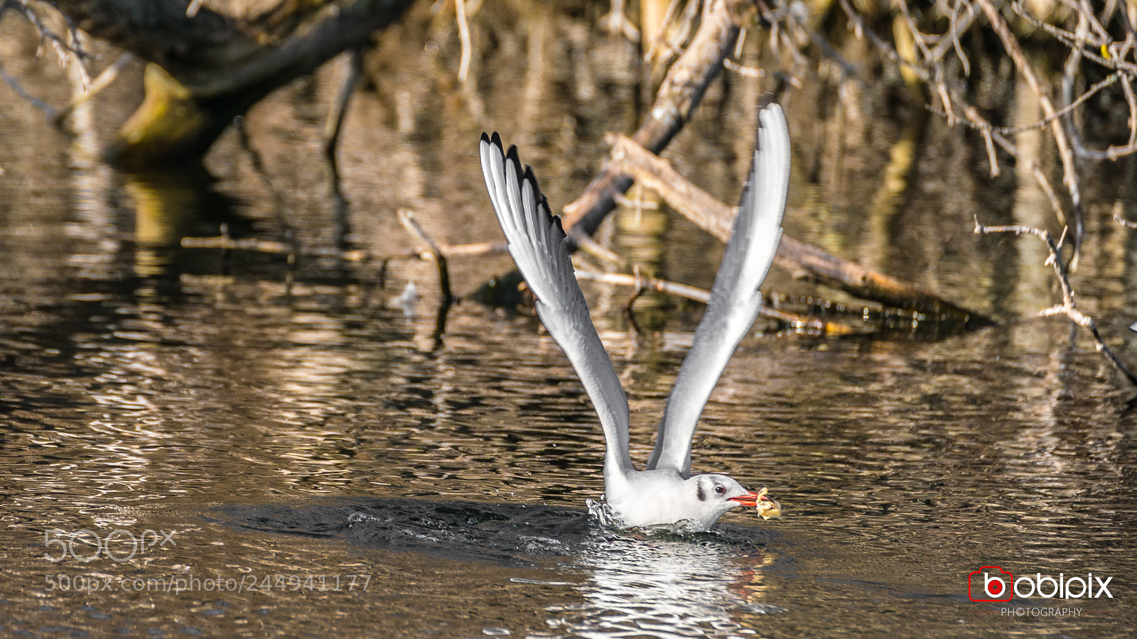 Sony a9 sample photo. Wasserpark photography