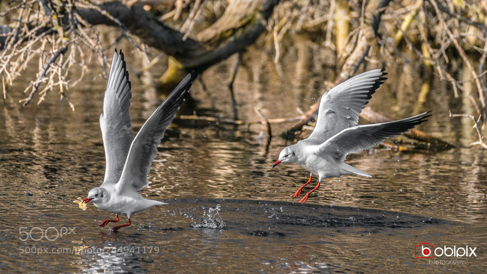 Sony a9 sample photo. Wasserpark photography