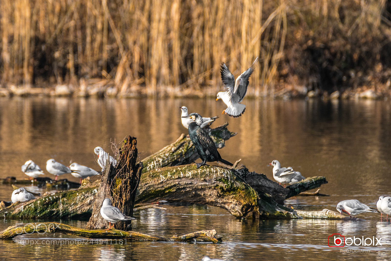 Sony a9 sample photo. Wasserpark photography