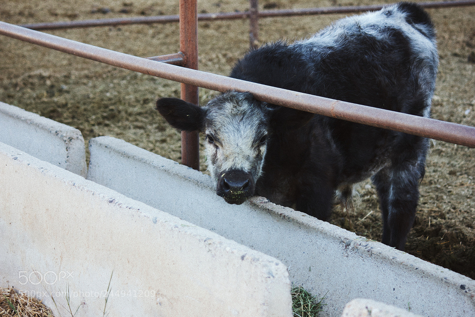 Canon EOS 550D (EOS Rebel T2i / EOS Kiss X4) sample photo. Good morning moo moo? photography