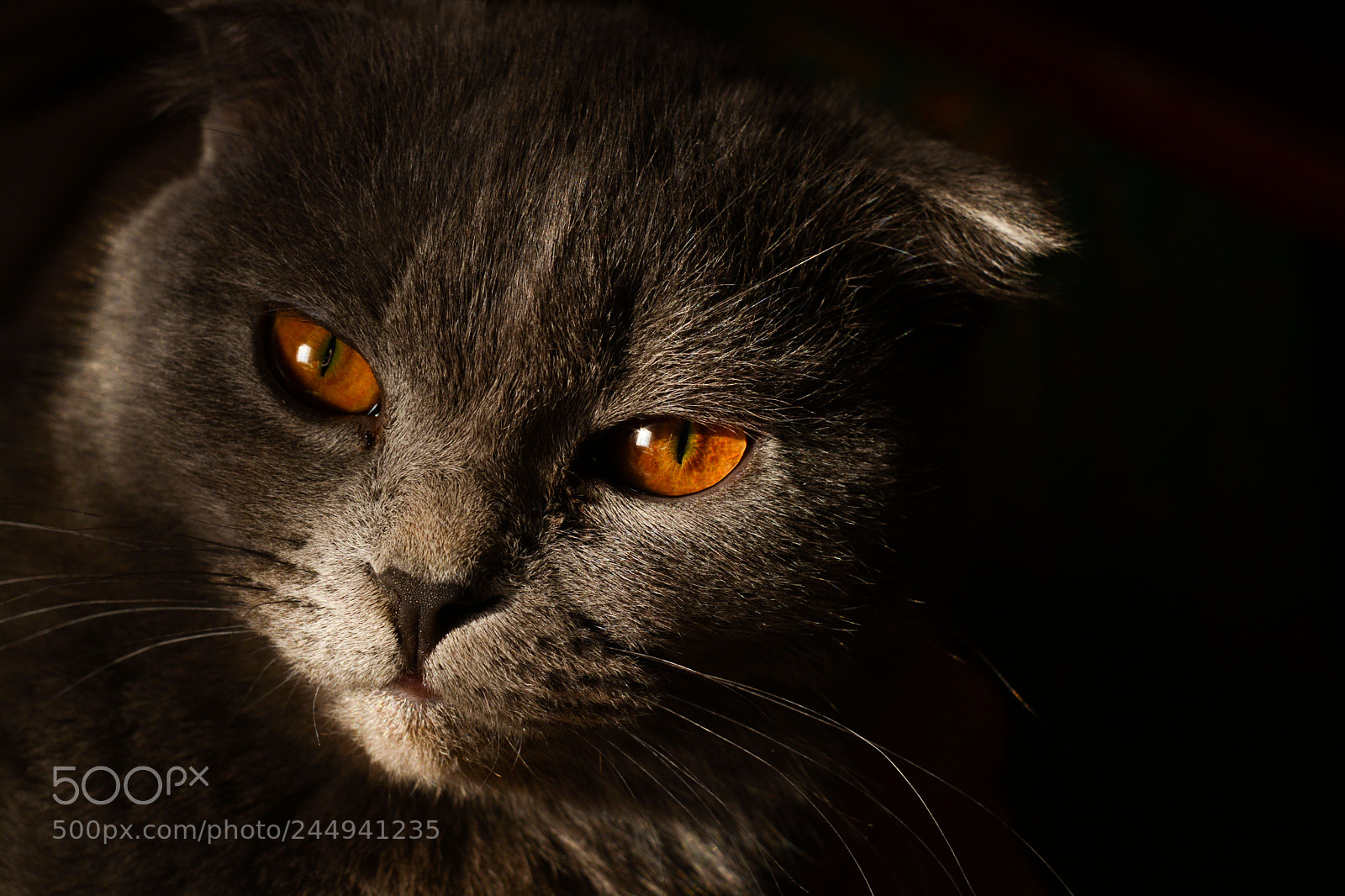 Nikon D7100 sample photo. Соня photography