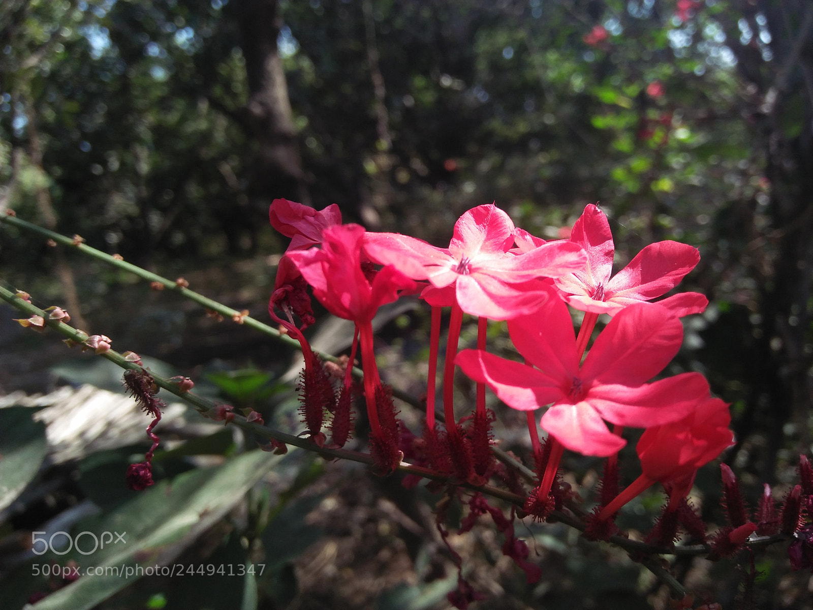 OPPO A37fw-International sample photo. Untitled photography