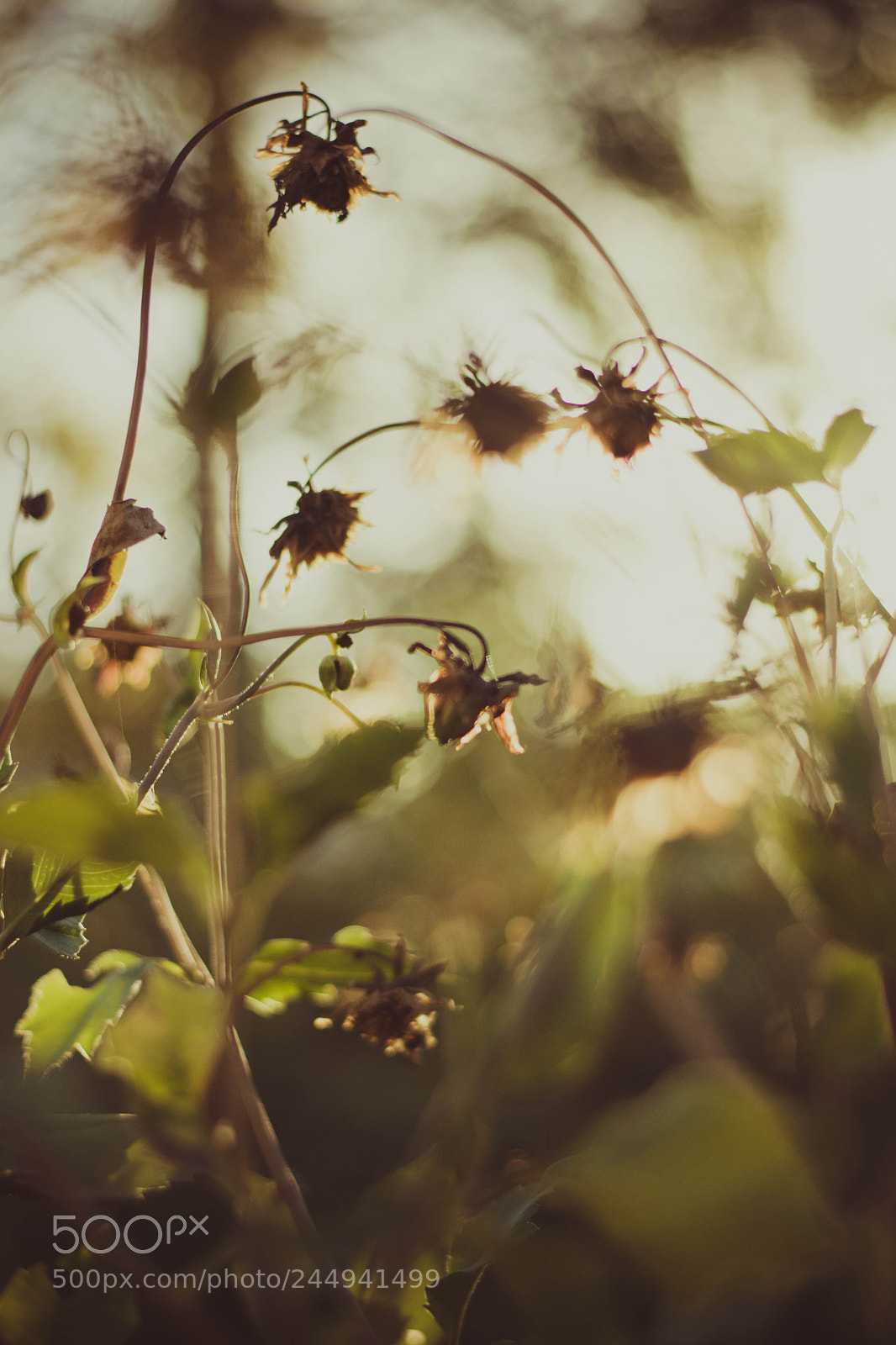 Nikon D5200 sample photo. Untitled photography