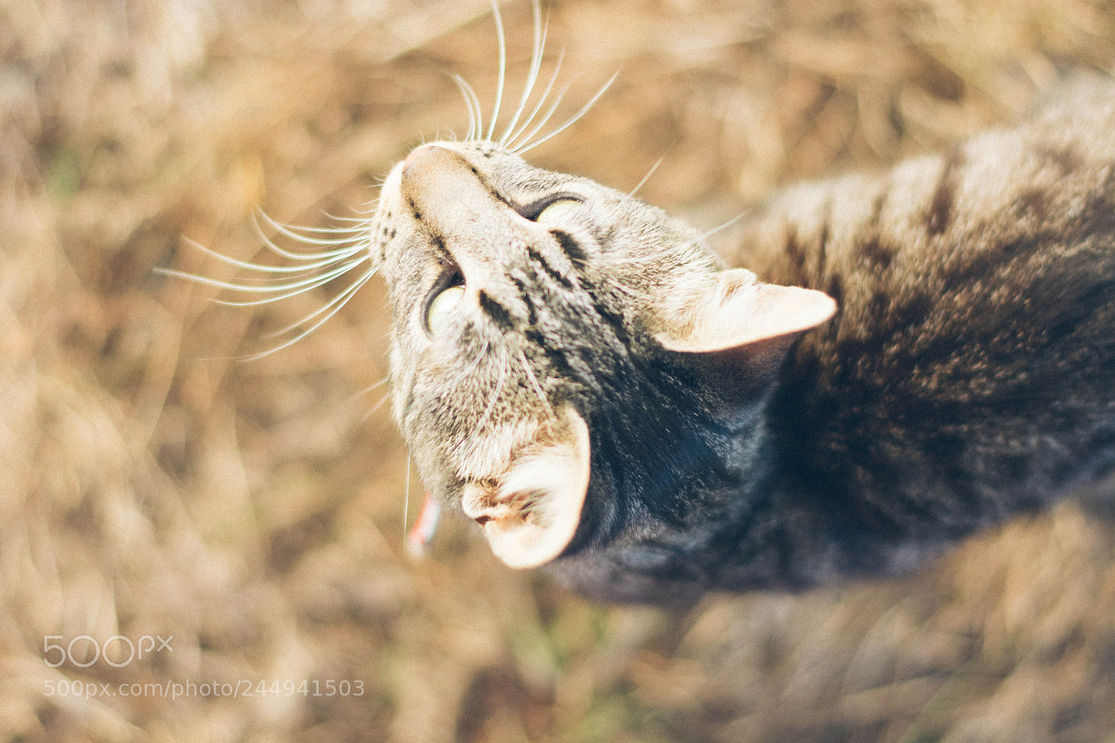 Nikon D5200 sample photo. Untitled photography