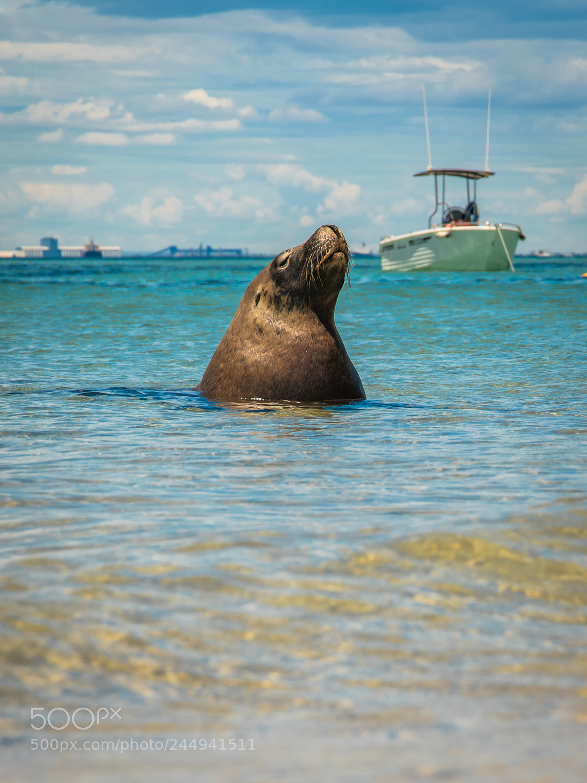 Nikon D850 sample photo. Sea lion on carnac photography