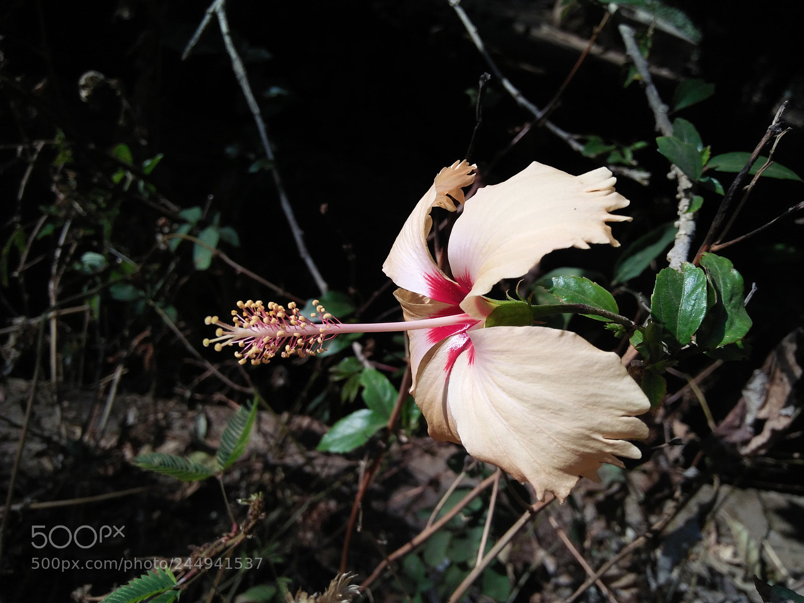 OPPO A37fw-International sample photo. Untitled photography