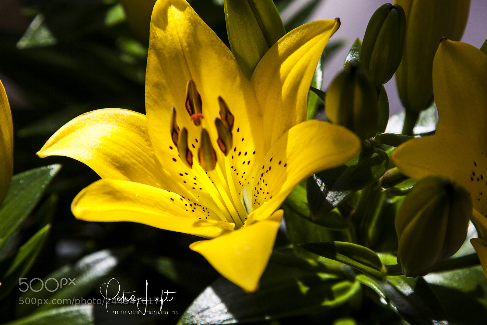 Canon EOS 50D sample photo. Yellow flower photography