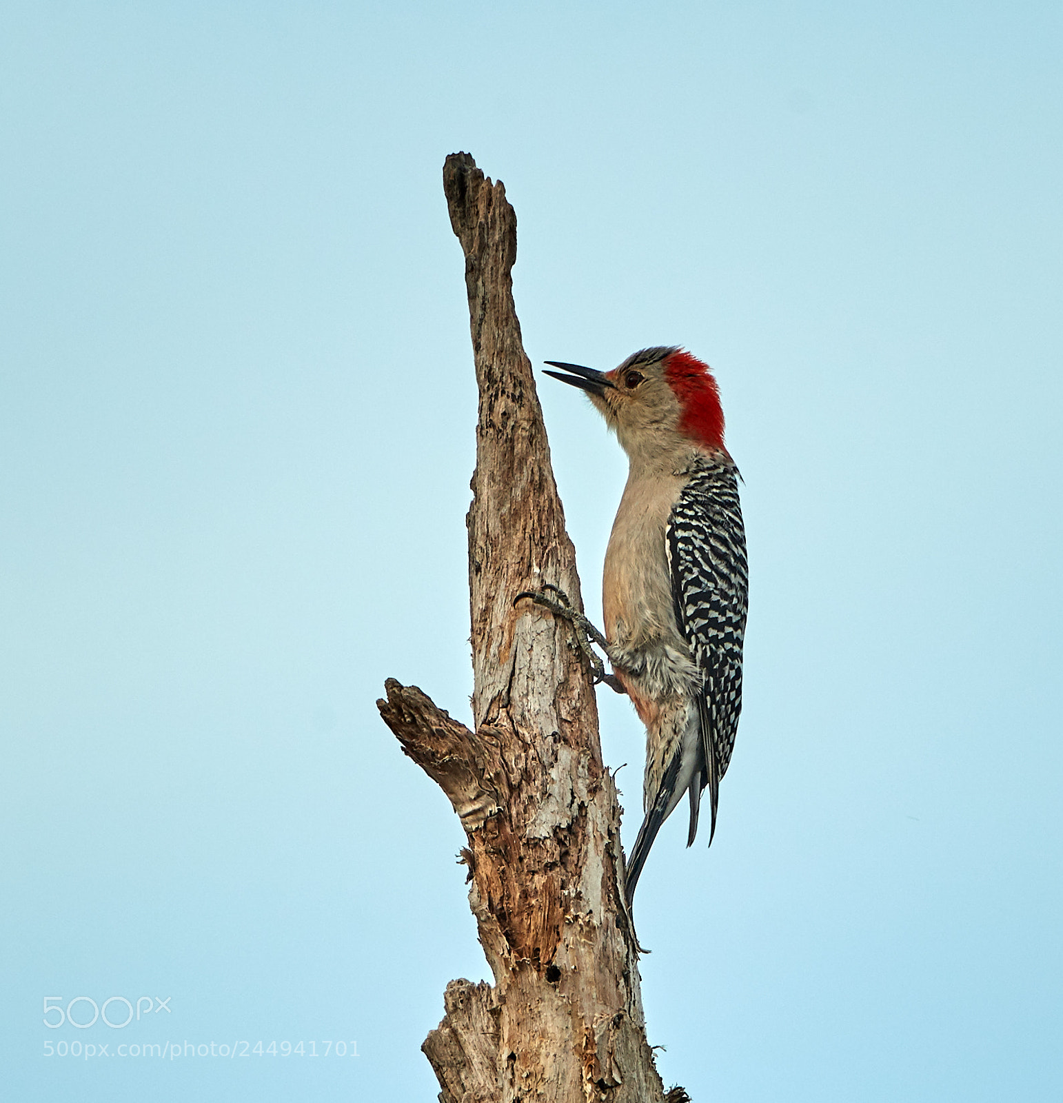 Canon EOS-1D X Mark II sample photo. 02-04-18-0002204.jpg photography