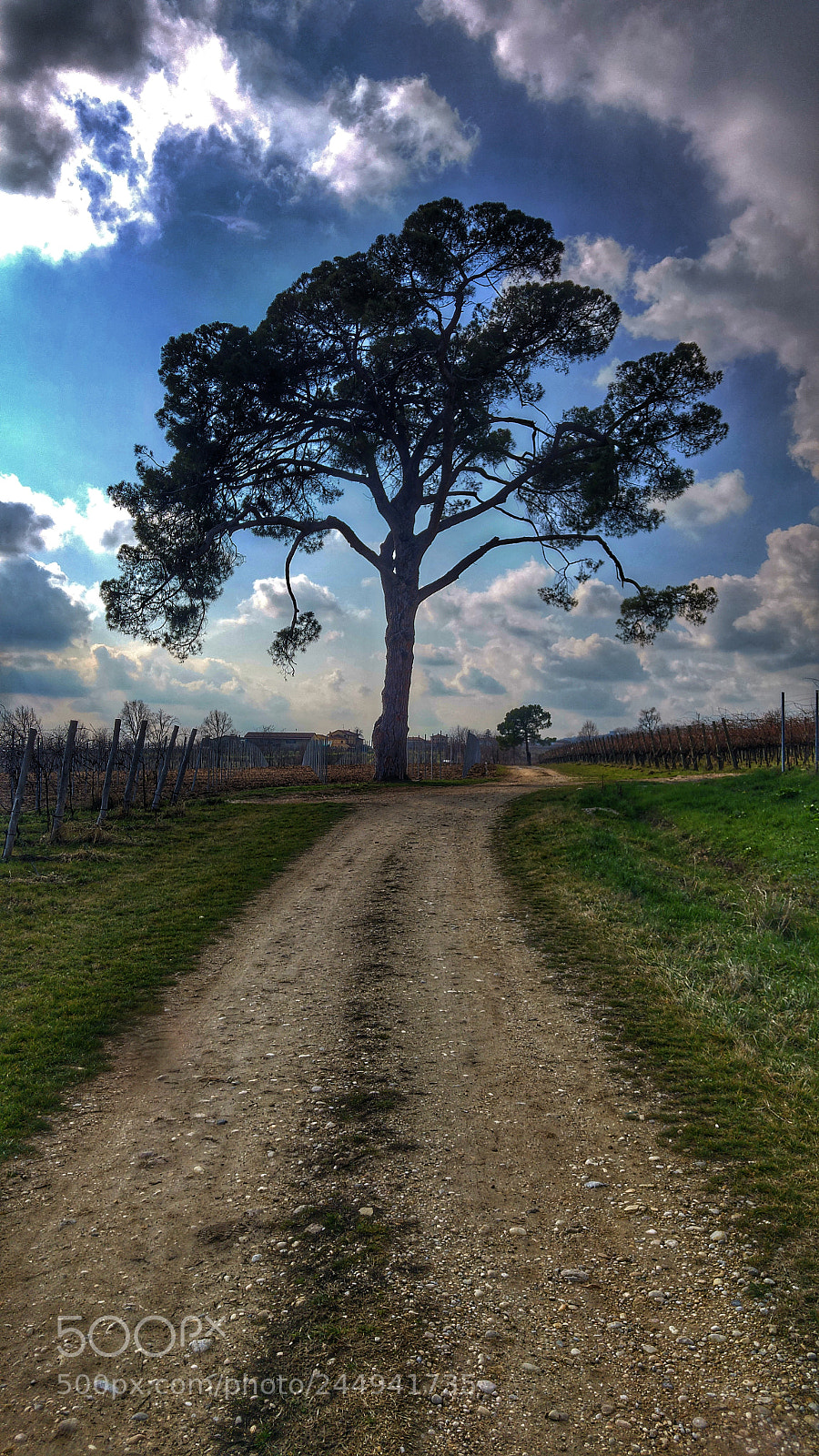 LG G4 sample photo. The tree photography