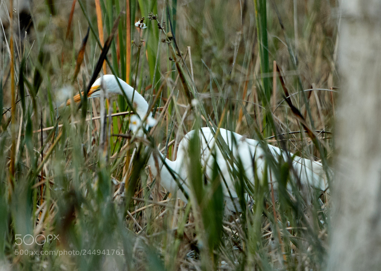Canon EOS-1D X Mark II sample photo. 02-04-18-0002267.jpg photography