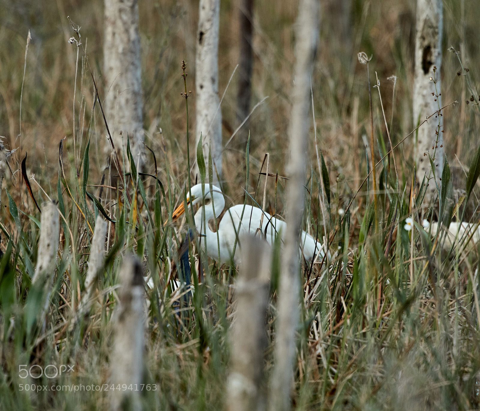 Canon EOS-1D X Mark II sample photo. 02-04-18-0002261.jpg photography