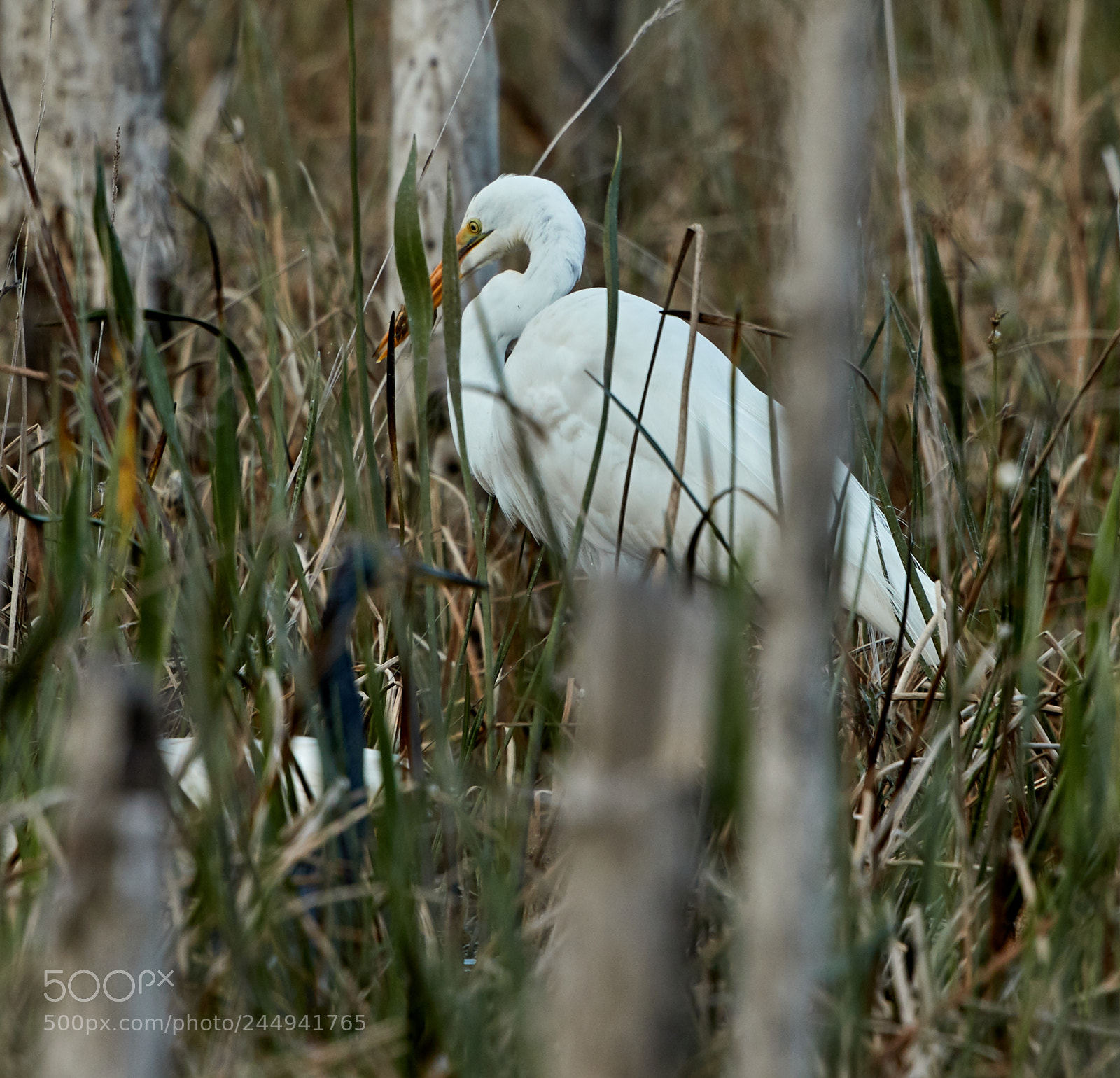 Canon EOS-1D X Mark II sample photo. 02-04-18-0002259.jpg photography