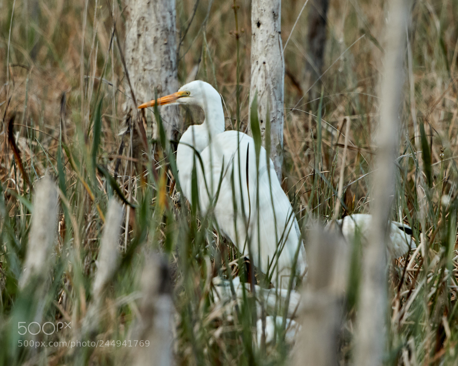 Canon EOS-1D X Mark II sample photo. 02-04-18-0002254.jpg photography
