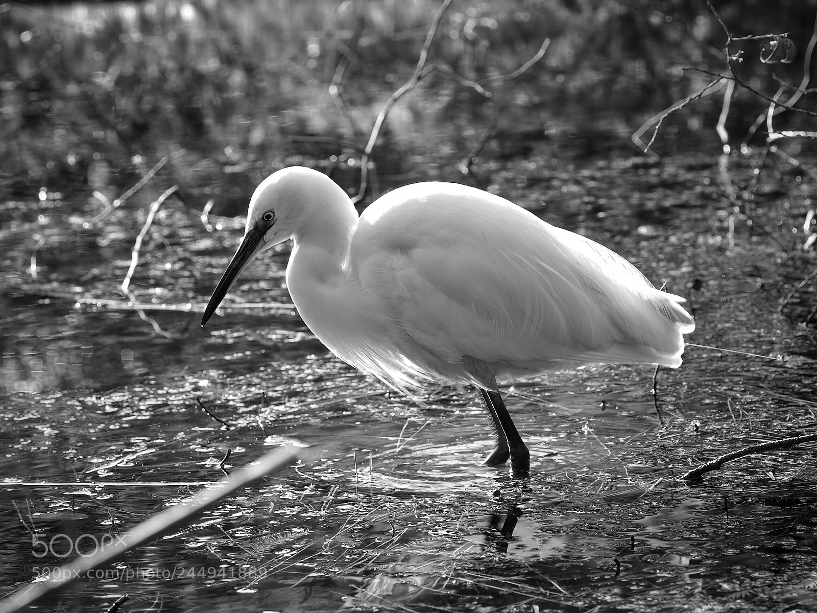 Olympus PEN E-PL7 sample photo. A little egret photography