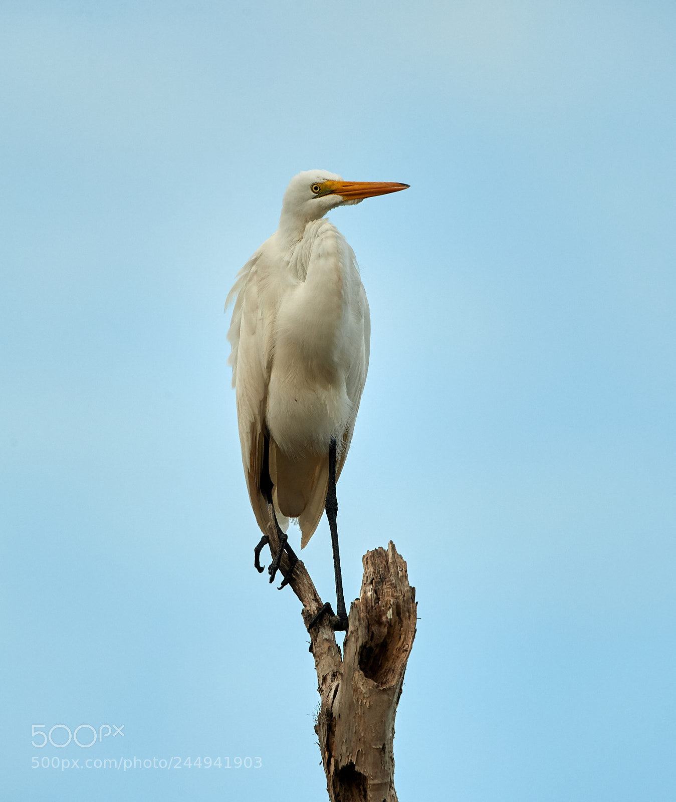 Canon EOS-1D X Mark II sample photo. 02-04-18-0002189.jpg photography