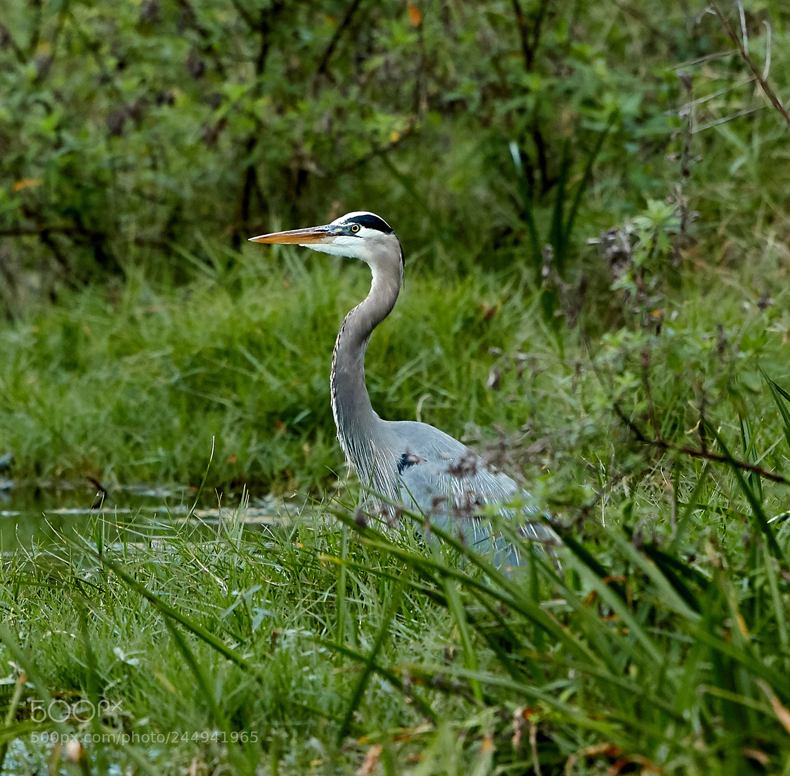 Canon EOS-1D X Mark II sample photo. 02-04-18-0002269.jpg photography
