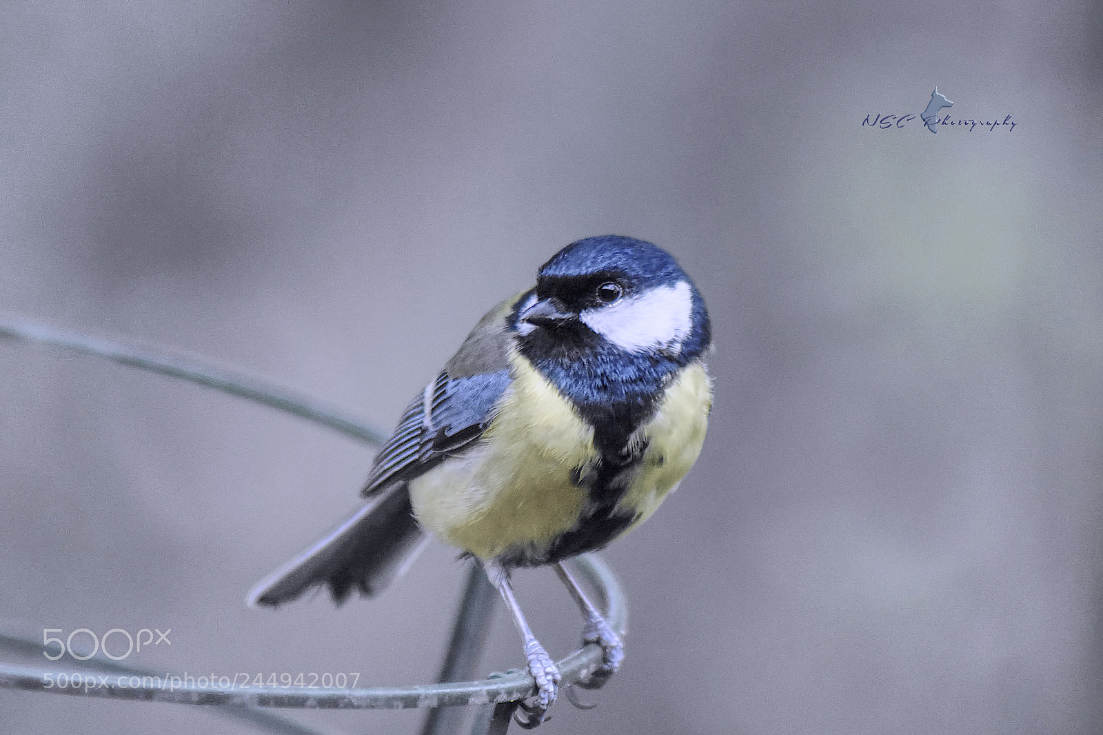 Nikon D5500 sample photo. M sange charbonni re photography