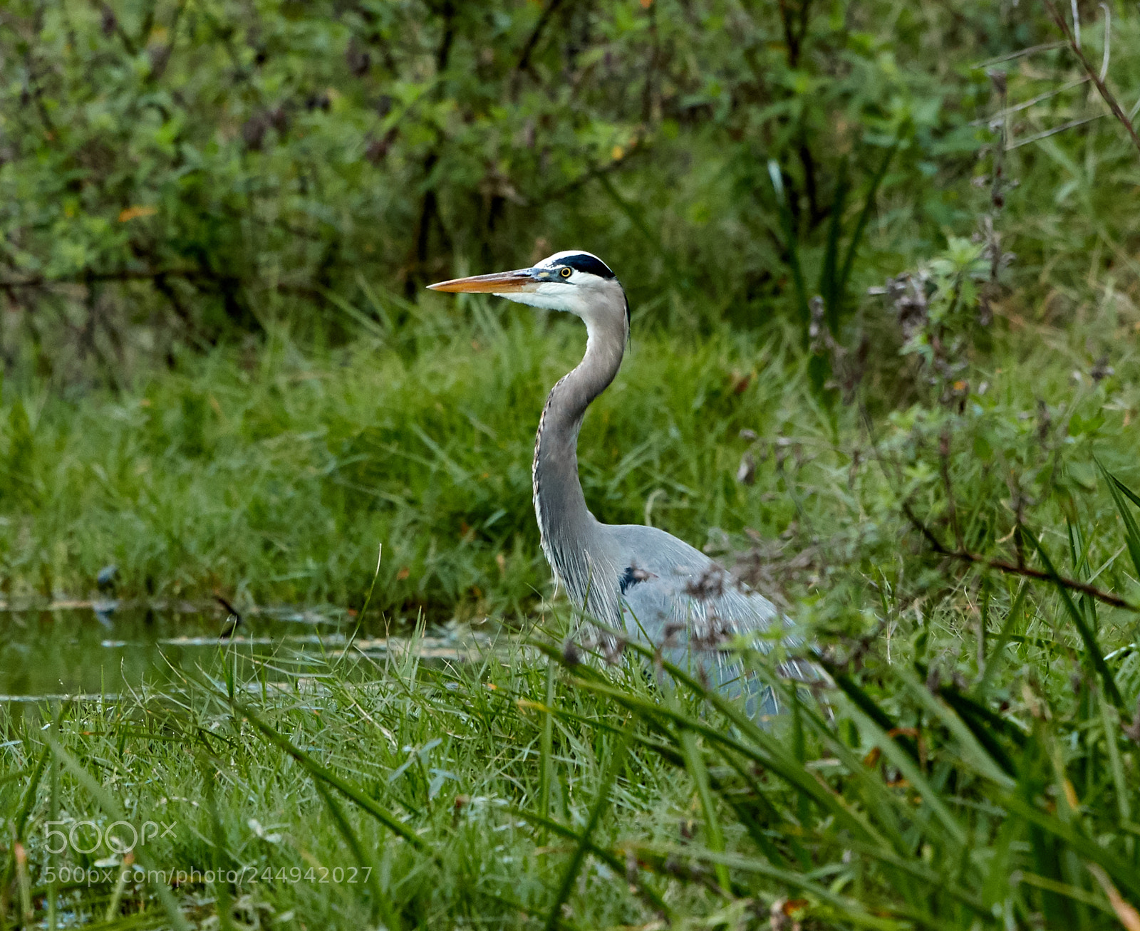Canon EOS-1D X Mark II sample photo. 02-04-18-0002271 1.jpg photography