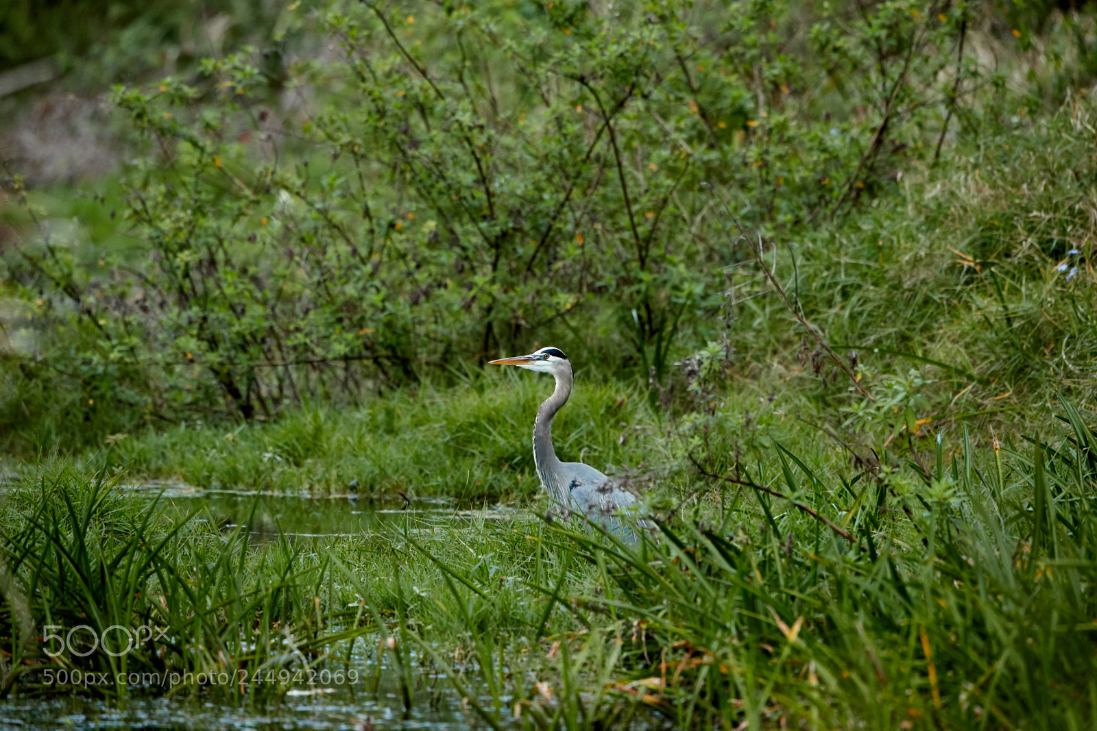 Canon EOS-1D X Mark II sample photo. 02-04-18-0002271.jpg photography