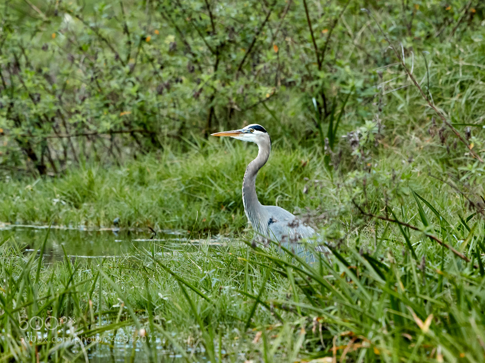 Canon EOS-1D X Mark II sample photo. 02-04-18-0002272.jpg photography