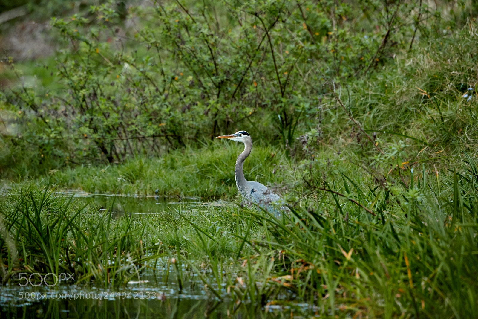 Canon EOS-1D X Mark II sample photo. 02-04-18-0002273.jpg photography
